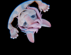 Pedro Meme for Campy